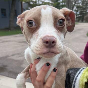 Terrier and Mixed Breed Dogs Available for Adoption in Chicago, Illinois - Grasshopper | PetCurious