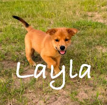 Layla -  Golden Retriever and German Shepherd Dog Dog for Adoption in Plainfield, Connecticut - Layla | PetCurious