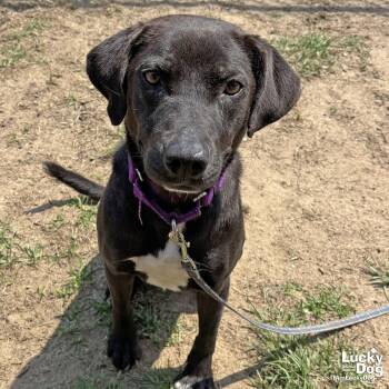 Retriever and Labrador Retriever Dogs Available for Adoption in Washington, District Of Columbia - Northern Star | PetCurious