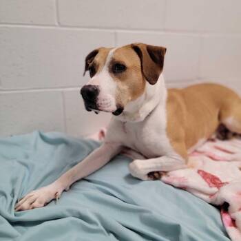 Archer -  Mixed Breed Dog for Adoption in Dover, New Hampshire - Archer | PetCurious