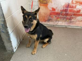DUMBLEDOR -  German Shepherd Dog Dog for Adoption in San Bernardino, California - DUMBLEDOR | PetCurious