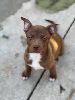 Mixed Breed Dogs Available for Adoption in Burbank, California - Velma | PetCurious