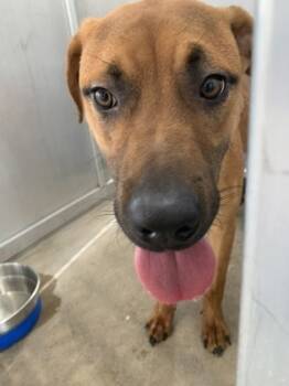 Rescue Terrier and Mixed Breed Dogs for Adoption in Fort Worth, Texas - 59406138 | PetCurious