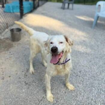 Rowdy #7133 -  Labrador Retriever and Spaniel Dog Available for Adoption in Louisville, Kentucky - Rowdy #7133 | PetCurious