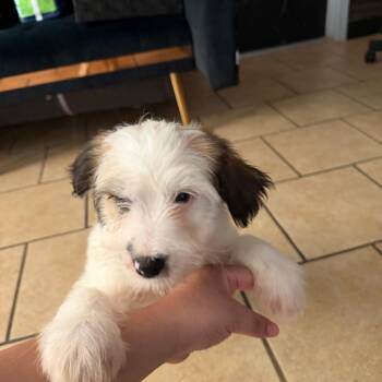 Chubby -  Border Collie Dog for Adoption in Yuma, Arizona - Chubby | PetCurious