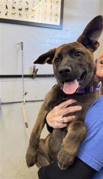 Belgian Shepherd Malinois and Mixed Breed Dogs Available for Adoption in Camarillo, California - ELLA | PetCurious