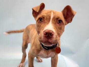 Monopoly -  Retriever and Mixed Breed Dog for Adoption in Golden Valley, Minnesota - Monopoly | PetCurious