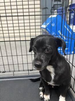 GORDA -  Chihuahua Dog for Adoption in Las Vegas, Nevada - GORDA | PetCurious