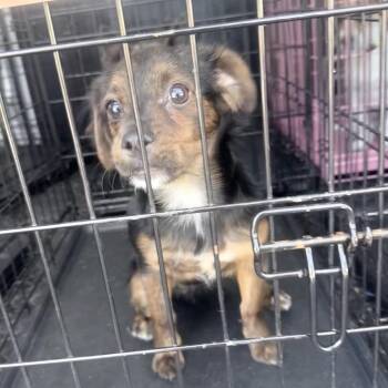 Mixed Breed Dogs Available for Adoption - Chance | PetCurious