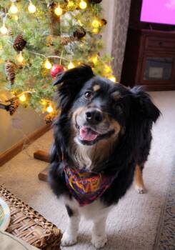 Australian Shepherd Dogs Available for Adoption - 1011 Athena | PetCurious