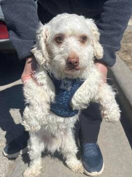 Maltese and Poodle Dogs Available for Adoption in West Milwaukee, Wisconsin - Teddy $550 *Miniature* | PetCurious