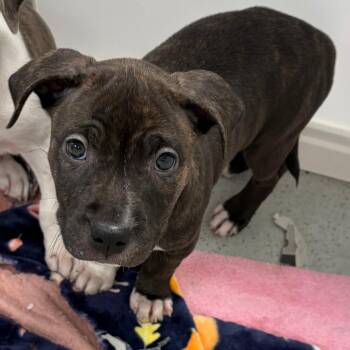 Patches -  Mixed Breed Dog for Adoption in Greensboro, Georgia - Patches | PetCurious
