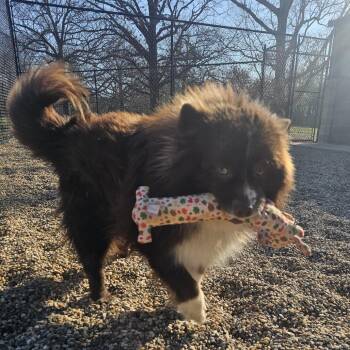 Sugar Bear -  Chow Chow and Australian Shepherd Dog for Adoption in Wadena, Minnesota - Sugar Bear | PetCurious
