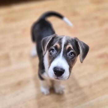 Stout -  Mixed Breed Dog for Adoption in Woodstock, Illinois - Stout | PetCurious