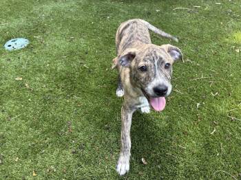 Terrier and German Shepherd Dog Dogs Available for Adoption in Sedalia, Colorado - Joey | PetCurious