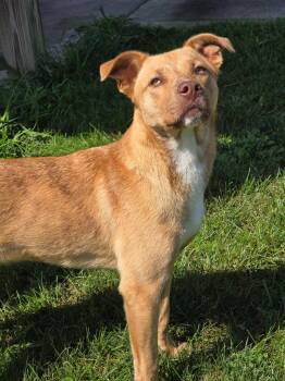 Kenny -  Labrador Retriever and Pit Bull Terrier Dog for Adoption in Huntington, Indiana - Kenny | PetCurious