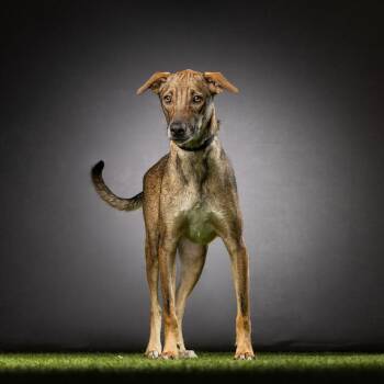 Mixed Breed Dogs Available for Adoption in Jupiter, Florida - Diego | PetCurious