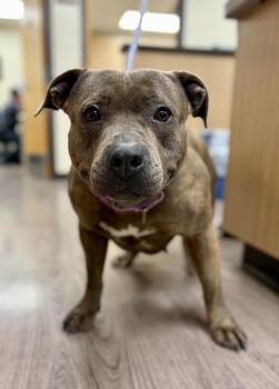 Pit Bull Terrier and Mixed Breed Dogs Available for Adoption in Gillette, Wyoming - Mama | PetCurious