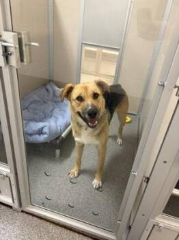 Ted -  German Shepherd Dog and Mixed Breed Dog for Adoption in Bellevue, Washington - Ted | PetCurious