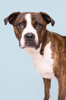 Rudy -  Terrier and Boxer Dog for Adoption in Wilmington, North Carolina - Rudy | PetCurious