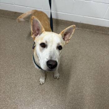 Rescue Labrador Retriever Dogs for Adoption in League City, Texas - Sugar | PetCurious