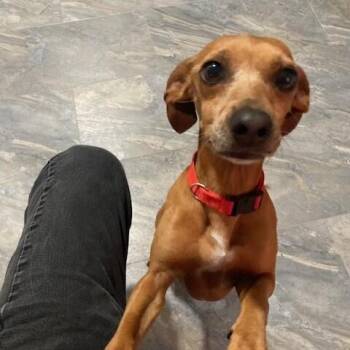 Danny -  Dachshund and Mixed Breed Dog for Adoption in Houston, Texas - Danny | PetCurious