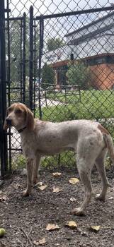 Belle Available 8/20 -  Hound Dog for Adoption in Elmsford, New York - Belle Available 8/20 | PetCurious
