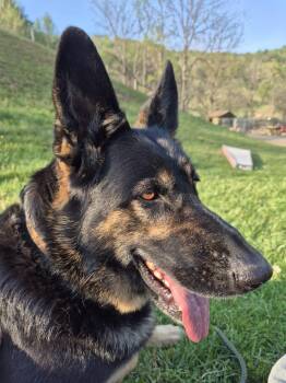 Joe -  German Shepherd Dog Dog Available for Adoption in Fries, Virginia - Joe | PetCurious