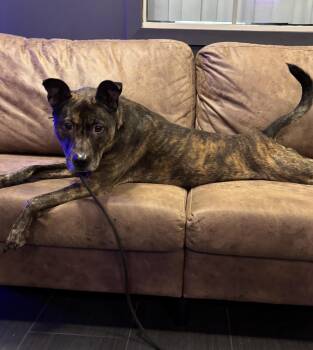 Dino -  Dutch Shepherd Dog for Adoption in Glen Rock, New Jersey - Dino | PetCurious