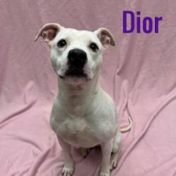Rescue Pit Bull Terrier Dogs for Adoption in Pleasantville, New Jersey - Dior | PetCurious