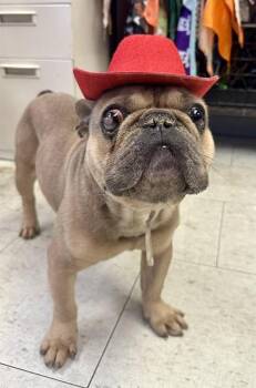 French Bulldog Dogs Available for Adoption in Stockton, California - ROLLO | PetCurious