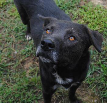 Diesel -  German Shepherd Dog Dog for Adoption in Manchester, Tennessee - Diesel | PetCurious