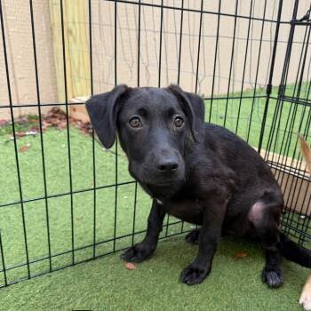 Buttercup 3114 -  Chihuahua Dog for Adoption in Loxahatchee Groves, Florida - Buttercup 3114 | PetCurious