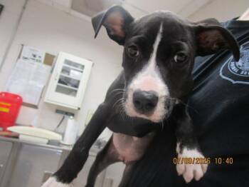 Teenie (323) -  Pit Bull Terrier Dog for Adoption in Marietta, Georgia - Teenie (323) | PetCurious