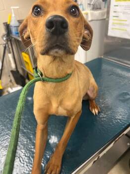 Koko -  Mixed Breed Dog for Adoption in Mobile, Alabama - Koko | PetCurious