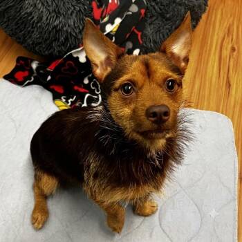 Manix -  Mixed Breed Dog for Adoption in Eustis, Florida - Manix | PetCurious