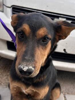 German Shepherd Dog and Mixed Breed Dogs Available for Adoption in Albuquerque, New Mexico - WOODY | PetCurious