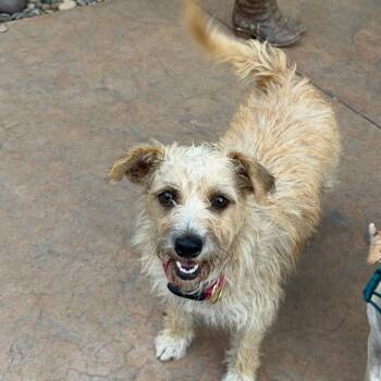 Helen -  Border Terrier Dog for Adoption in San Diego, California - Helen | PetCurious