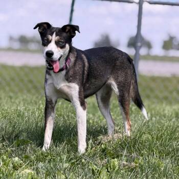 Sunfish -  Husky Dog for Adoption in Weldon, Illinois - Sunfish | PetCurious