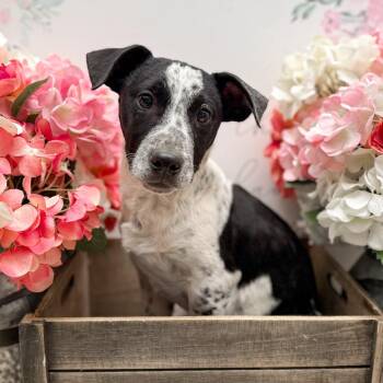 Cardigan Welsh Corgi and Beagle Dogs Available for Adoption - Bean | PetCurious