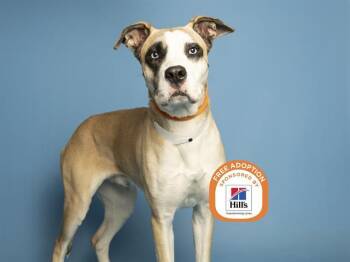 SCRIM -  Great Dane and Pit Bull Terrier Dog for Adoption in Phoenix, Arizona - SCRIM | PetCurious