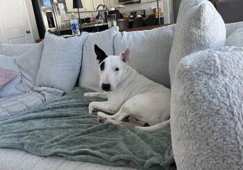 Bull Terrier Dogs Available for Adoption - 26-021 Money | PetCurious