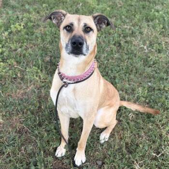 German Shepherd Dog and Mixed Breed Dogs Available for Adoption in Modesto, California - MATTERS | PetCurious