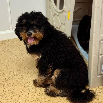 Poodle Dogs Available for Adoption - Gatsby | PetCurious