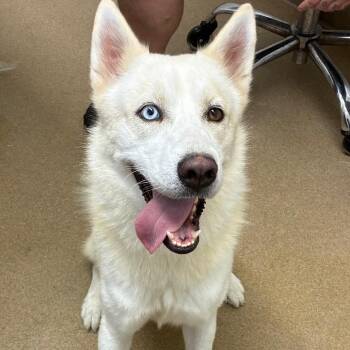 Kai -  Husky and Mixed Breed Dog for Adoption in Corpus Christi, Texas - Kai | PetCurious