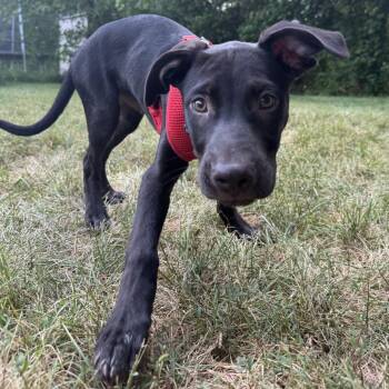 Minnetonka D11951 -  Labrador Retriever and American Staffordshire Terrier Dog for Adoption - Minnetonka D11951 | PetCurious