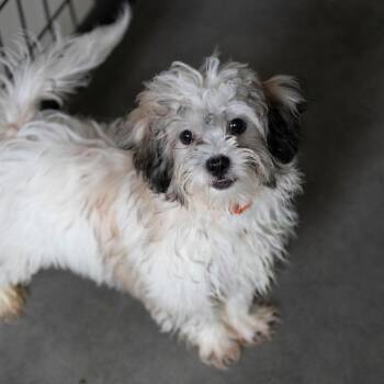 Jack (AG26-184) -  Shih Tzu and Bichon Frise Dog for Adoption in Peyton, Colorado - Jack (AG26-184) | PetCurious