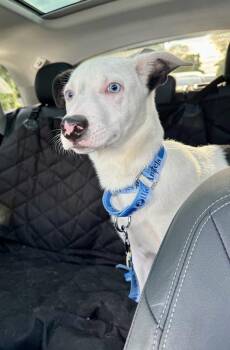 Ozzie -  Husky and Pit Bull Terrier Dog for Adoption in Greenlawn, New York - Ozzie | PetCurious