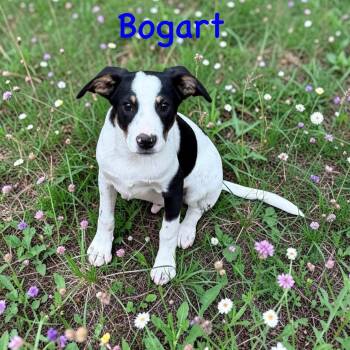 Jack Russell Terrier Dogs Available for Adoption in Semmes, Alabama - Bogart  | PetCurious