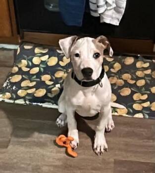 Hans -  Pit Bull Terrier Dog for Adoption in Pottstown, Pennsylvania - Hans | PetCurious